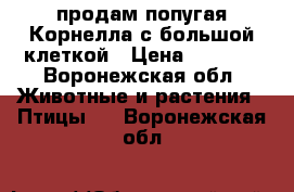 продам попугая Корнелла с большой клеткой › Цена ­ 4 000 - Воронежская обл. Животные и растения » Птицы   . Воронежская обл.